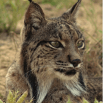 El lince y la conservación de a naturaleza en España