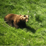 El oso y la conswrvación de la biodiversidad en España