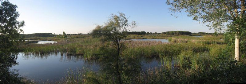 Doñana