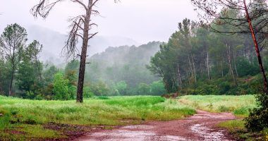 Fenómenos atmosféricos - lluvia y bosque