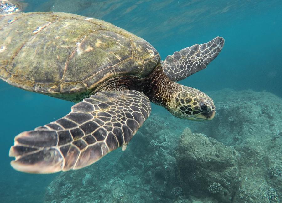 tortuga marina en el océano