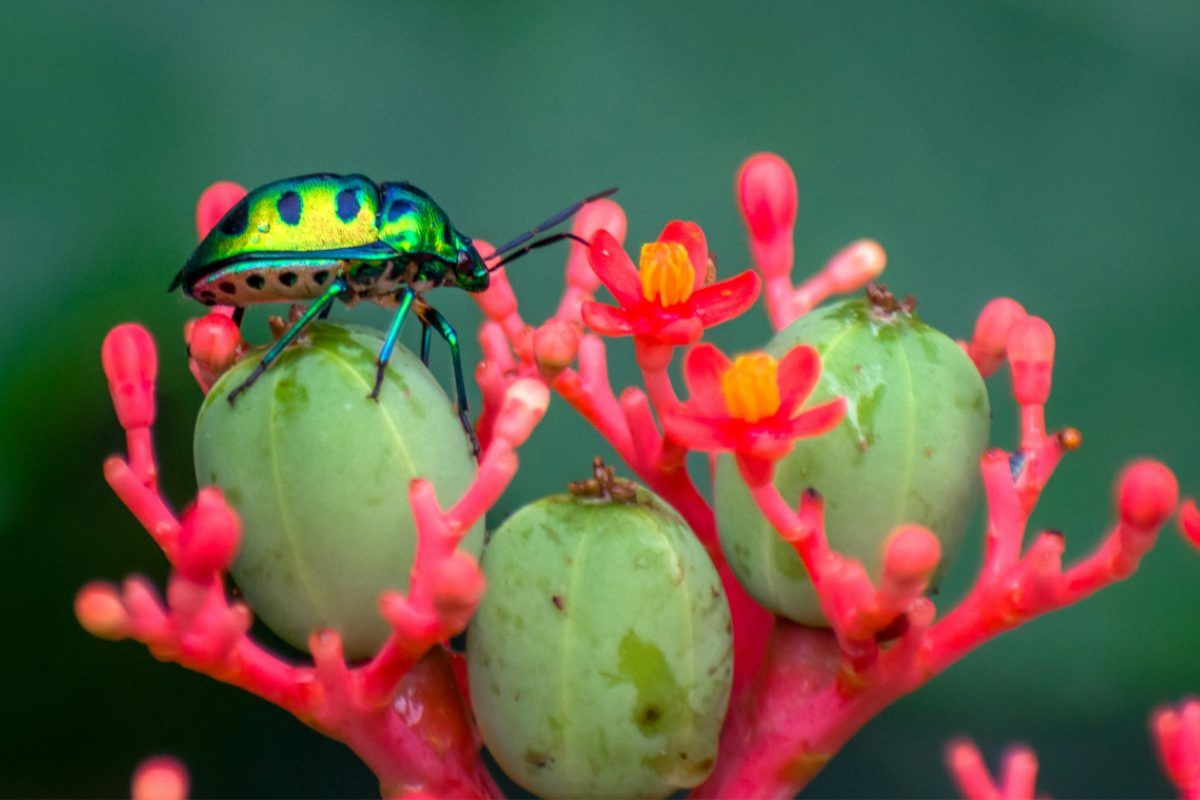 bicho sobre unas flores