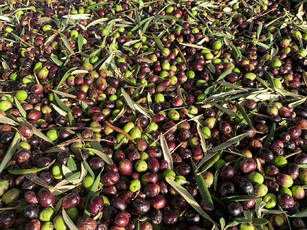 recogida de aceitunas