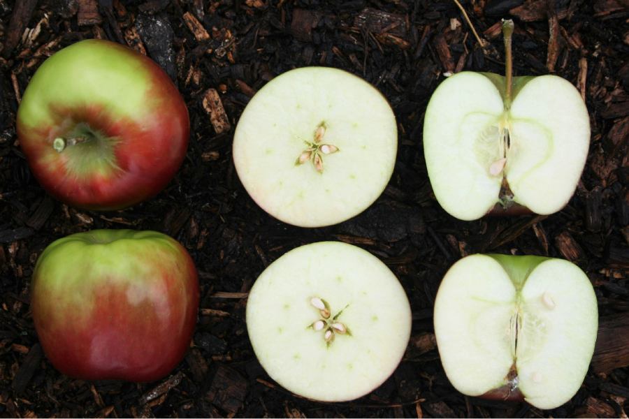 fotografía de manzanas sobre tierra