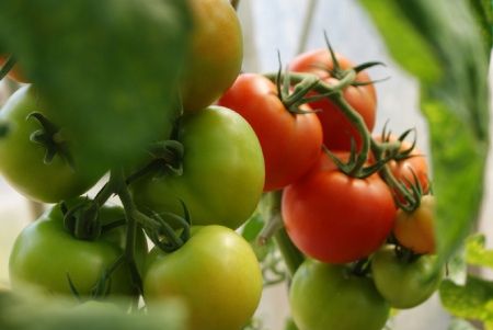 planta de tomates en una huerta