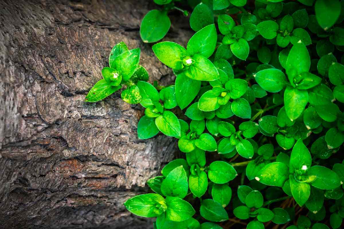 recuperación del medioambiente