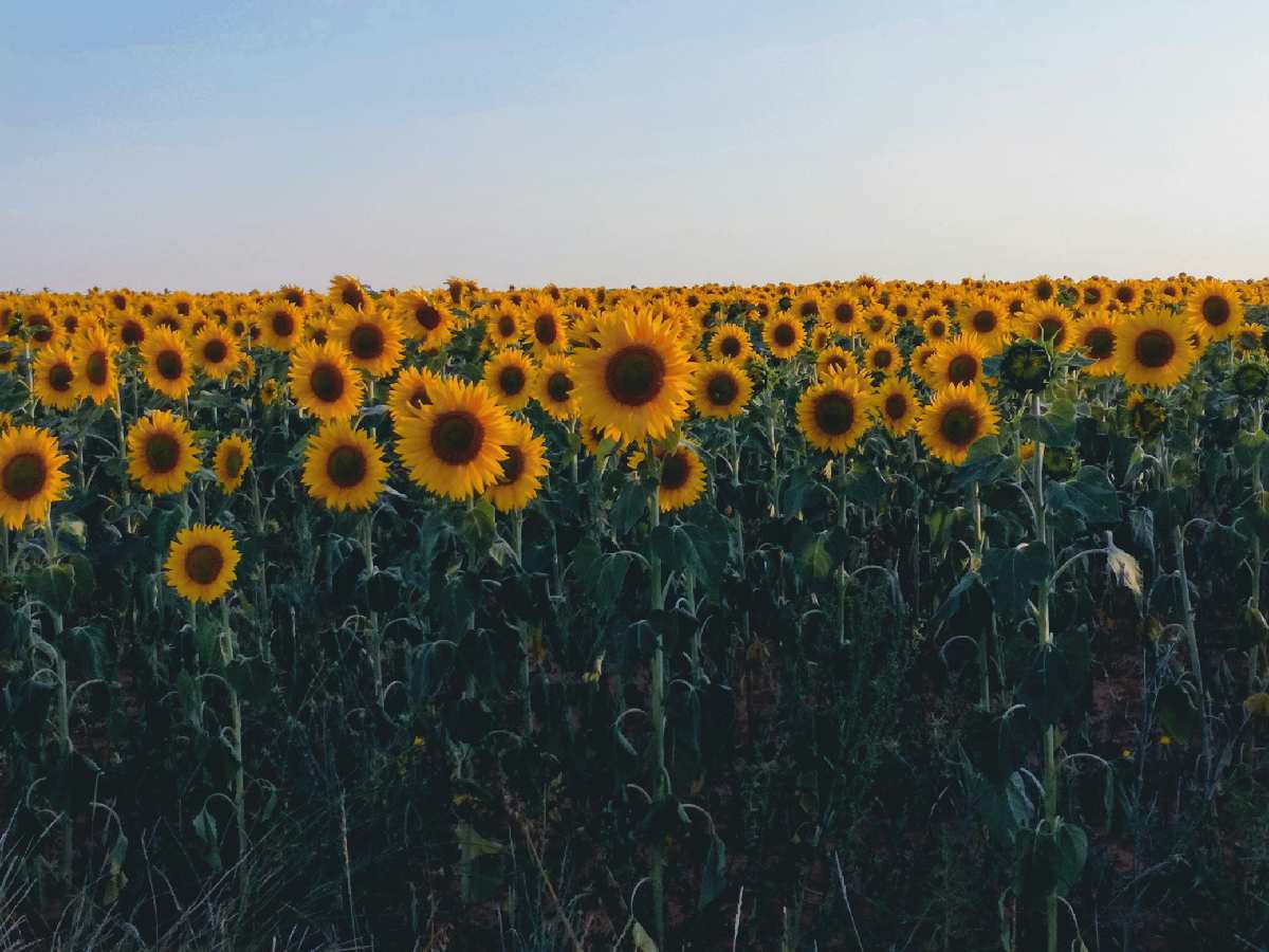 campo de girasoles valladolid