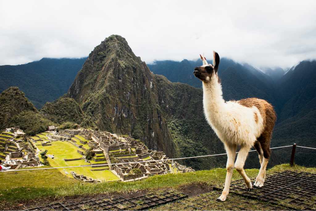 llama en machu picchu