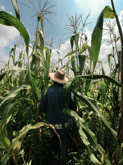 mujer en campo de maíz
