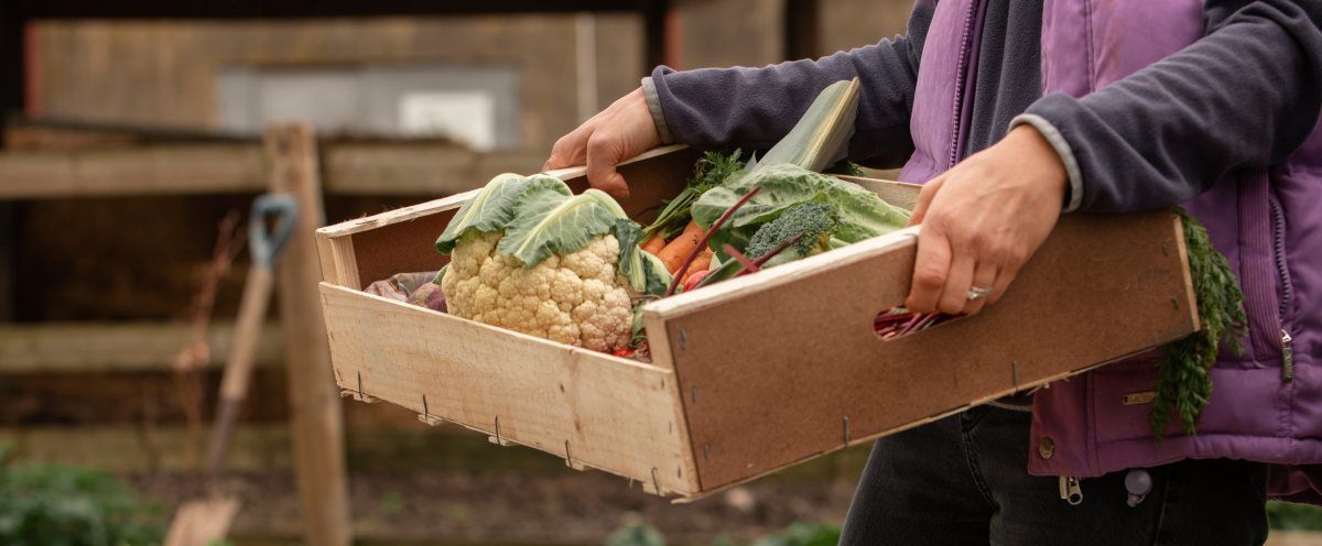 persona con caja con productos locales