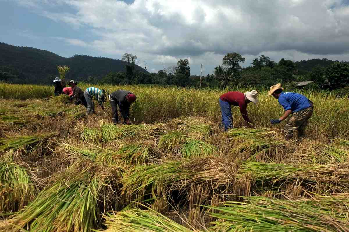 personas en campo recogiendo