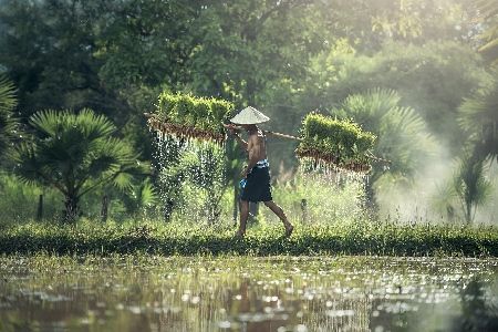 arroz-cambio climático