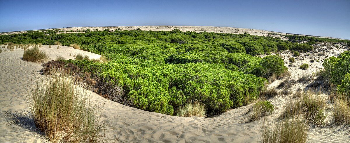 Parque_Nacional_de_Doñana,_panorámica_sobre_las_dunas