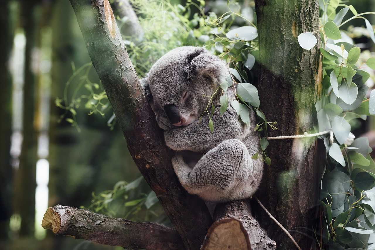koala cambio climatico