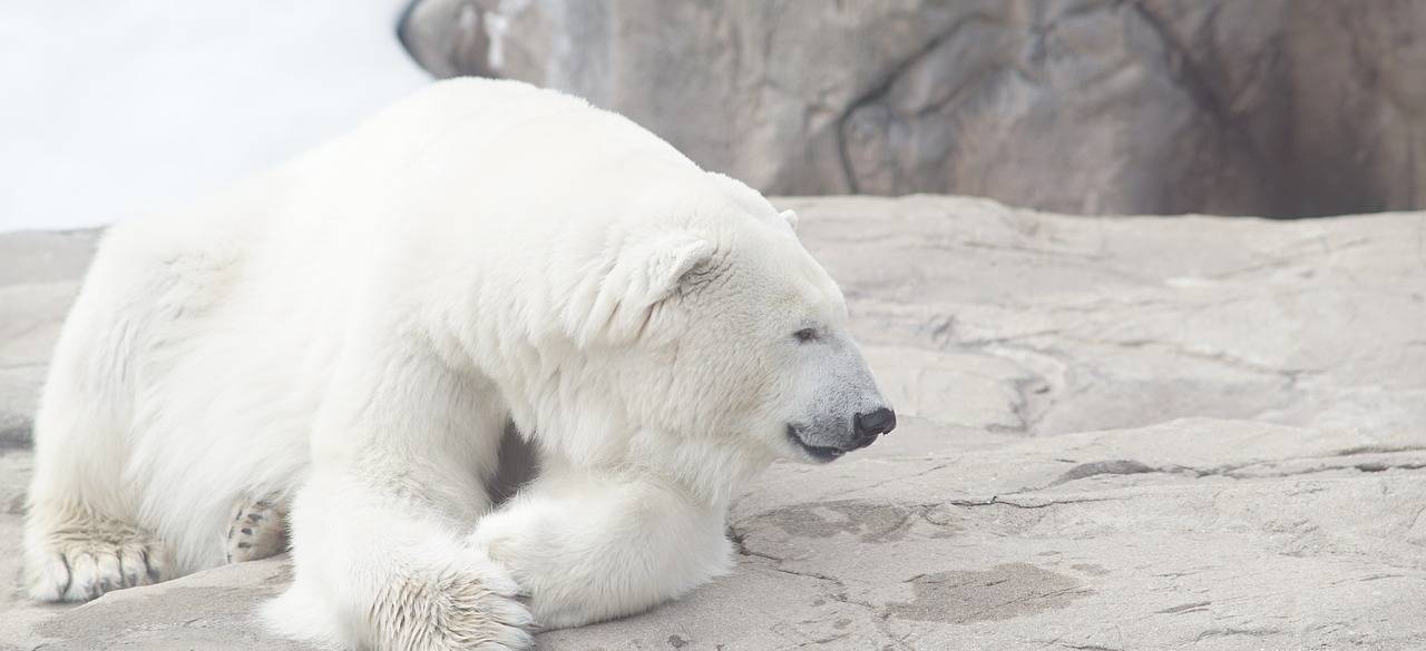 oso polar cambio climatico