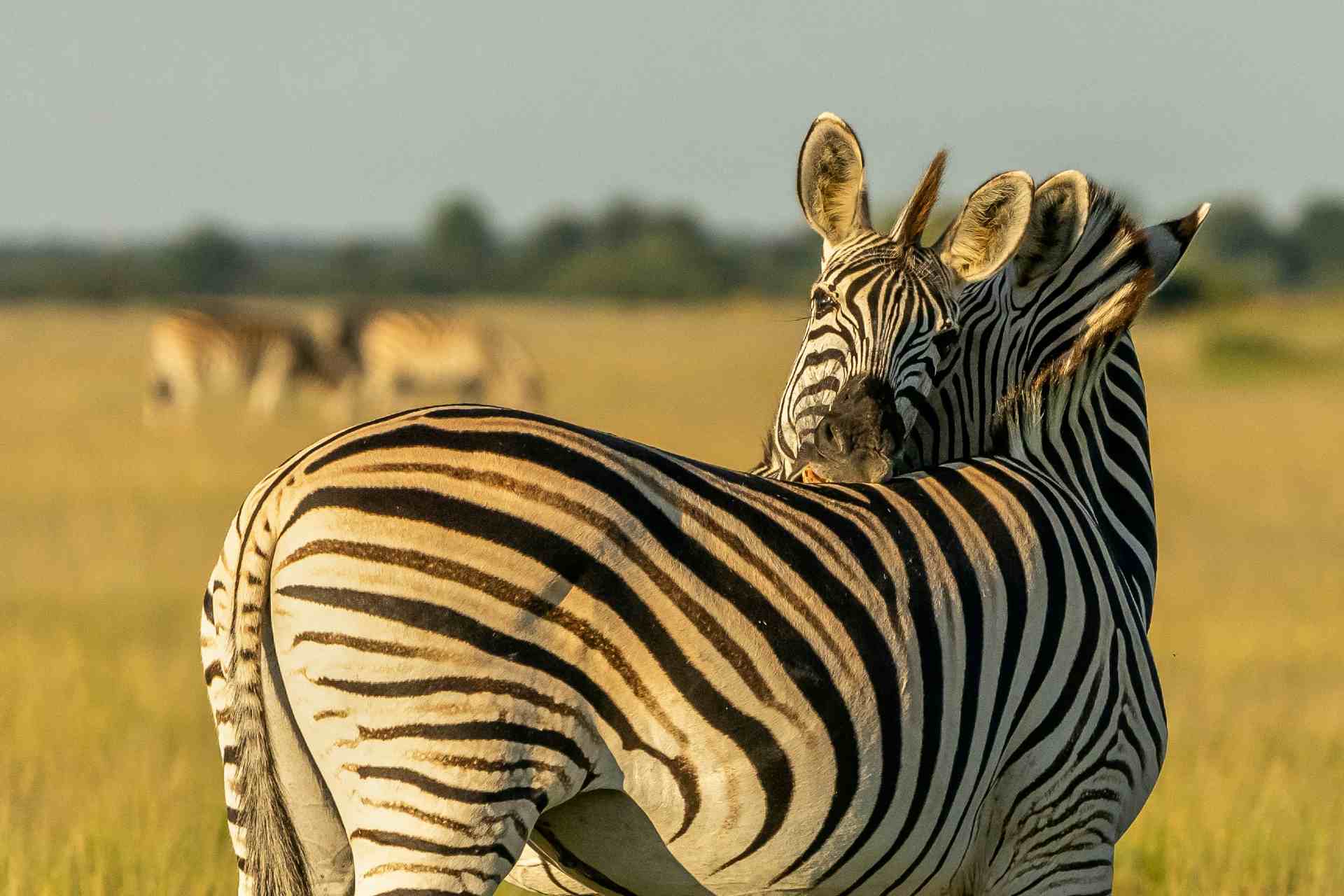 cebras en la sabana africana