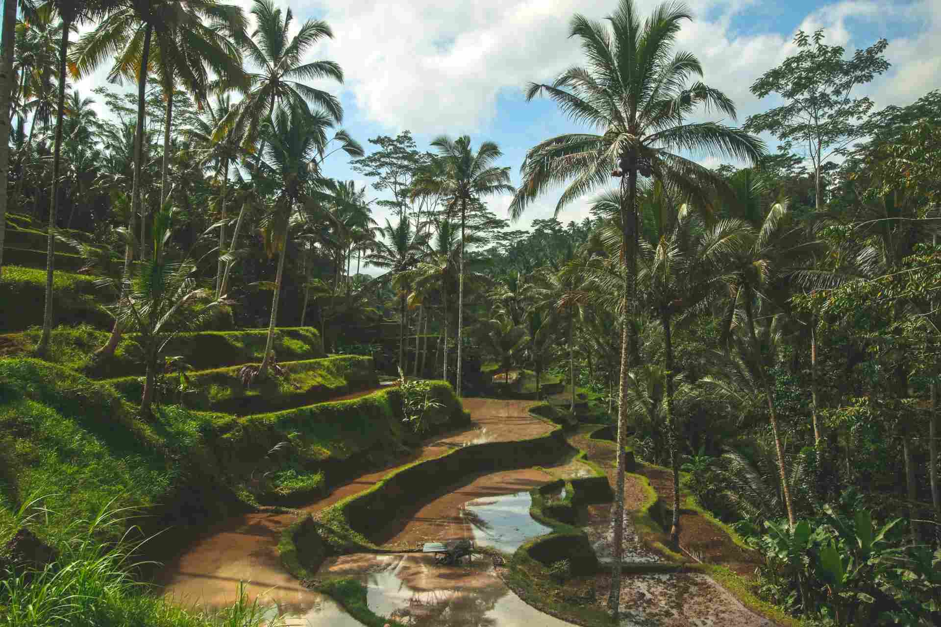 bosque tropical