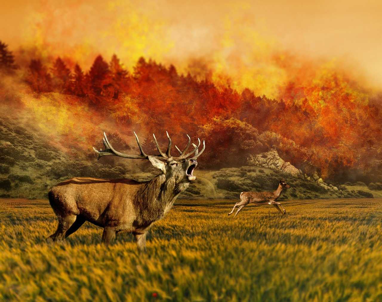 incendios forestales