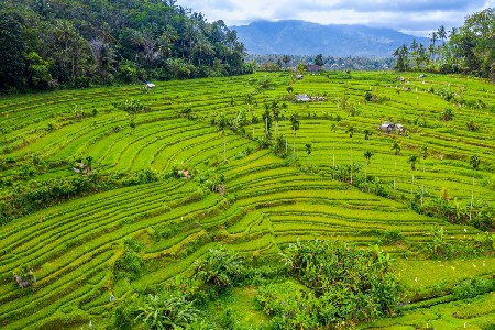 terrazas de arrozales de Bali